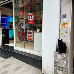 Les chats sont partout à Istanbul et choyés par les habitants