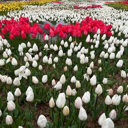 Jardin aux tulipes Emirgan