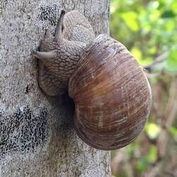 Diese schnecke möchte hoch hinaus