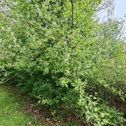 Am Geruch erkannt - die Gewöhnliche Trauben-Kirsche