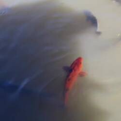 Feeding the voracious carp and other fish