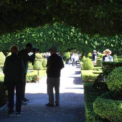 Figs forming a huge hedge, but with an interesting archway