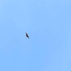 ...dann schwebt er über uns, aber was schwebt denn da?