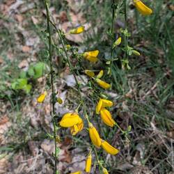 Zögerlich erscheinen die ersten Ginsterblüten.