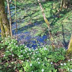 Buschwindröschen, bei uns heißen sie Kuckucksbloome und bei euch?