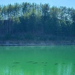 Grosse Fische - Petri heil 🎣