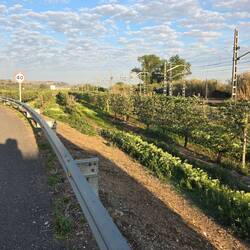 Apple trees trained to grow on trellises.