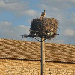 This is the stork capital of Spain