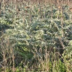 These are artichokes that need to be tended!