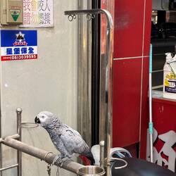 I did not speak Chinese to this parrot. I sang to it, "Old Man River," which he seemed to enjoy