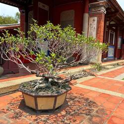 This is a Chinese bonsai, called a "penjing."