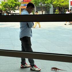Outside the art museum. The man would step away, and the iguana would move closer to him. Repeat.