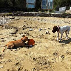 Snoopy e Heidi
