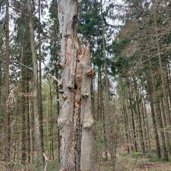 Große Bäume 🌳😒