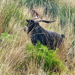 Imposante Hörnchen...