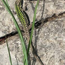 ... und bei jedem Schritt raschelt was in Deckung.