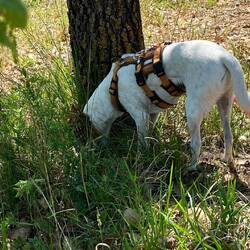 Irgendwann versteckt Louie seins...