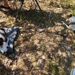 Quentin mit Ochsenziemer, Louie so ein Pferdehautteil...