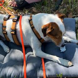 Und klaut Quentin den Ochsenziemer...