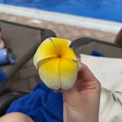 Hibiscus flower 🌺
