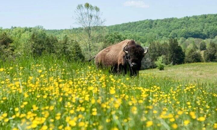 This bison we never saw!