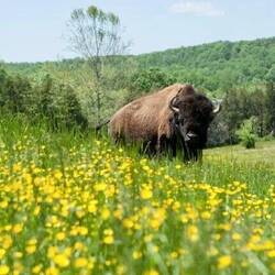 This bison we never saw!