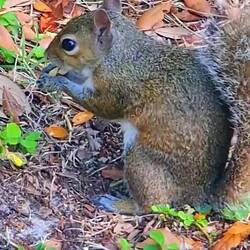 Mmmh fein, Erdnüssli