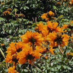 Afrikanischer Tulpenbaum