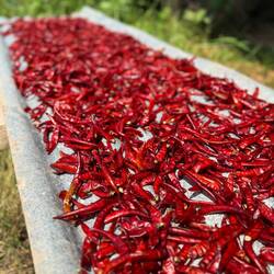 Drying in the sun. Red Hot Chilli Peppers.