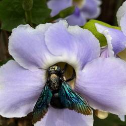 A shimmer of metallic blue, green and purple. A Tropical Carpenter Bee. Wood you believe it!