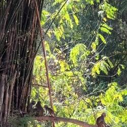 Monkey see, monkey do!
