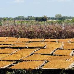 Drying tobacco leaves on bamboo frames
