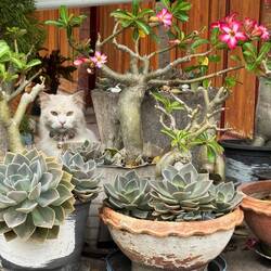 Camouflage cat
