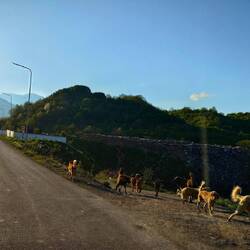 Hab ja schon einige streuner gesehen. Das war das erste Rudel. Süß