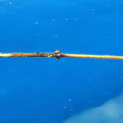 Marien Käfer auf Tour