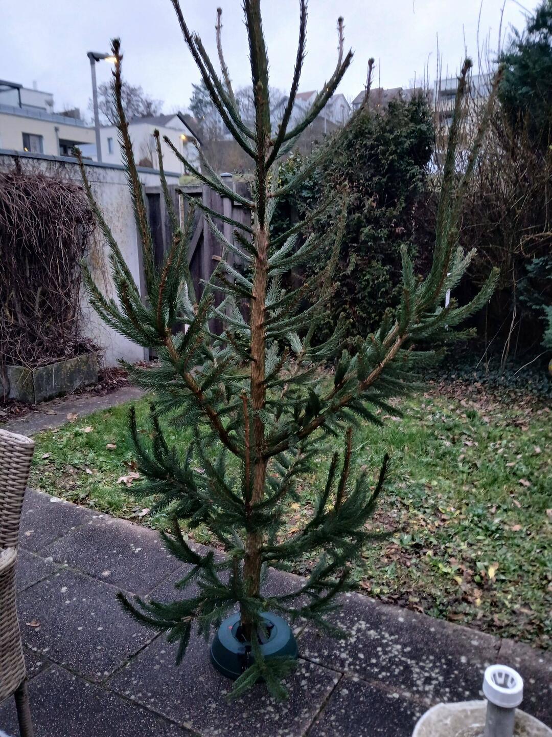 Tannenbaum aus eigenem Garten