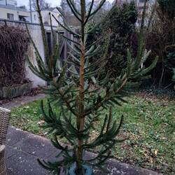 Tannenbaum aus eigenem Garten