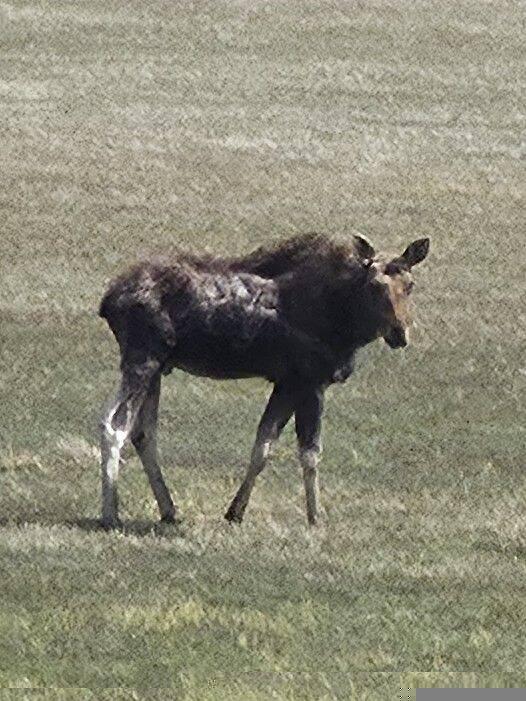 This moose liked the meadow south of us.