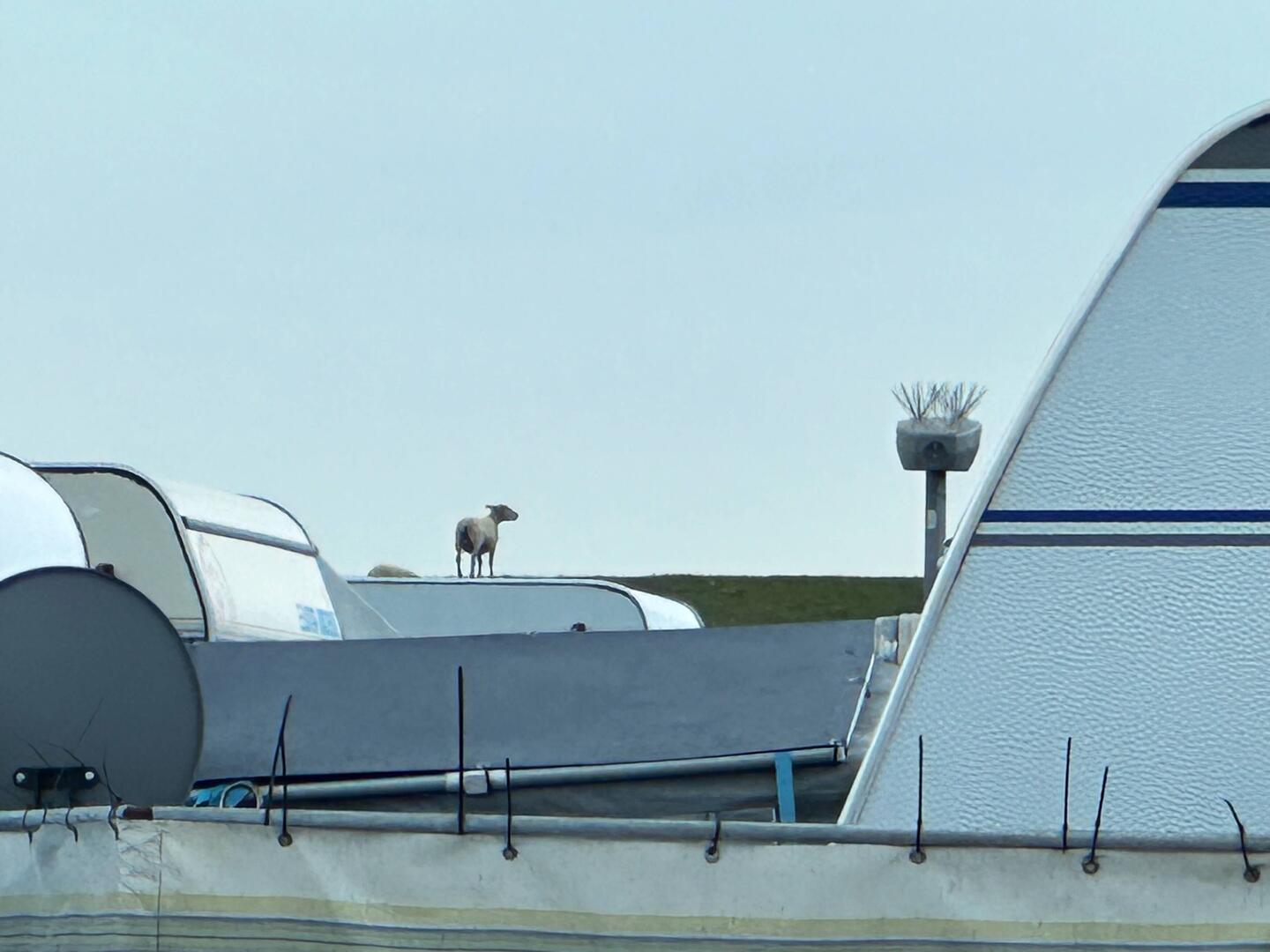 Das Wächter-Schaf☺️