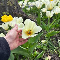 Riesengroße Tulpenblüten 🥰