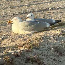 Zwei weiße Möwen🤪