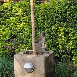 Morgendlicher Besucher
