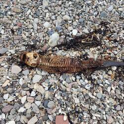 Schweinswal im schlechten Zustand