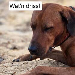 Er weis gar nicht was das soll