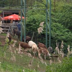 Llamas outside our window