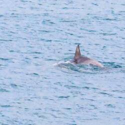 Dolphin proof. A very rare glimpse