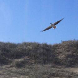 White-breasted sea eagle in flight