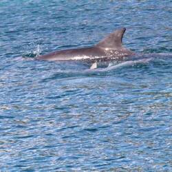 Another rare glimpse