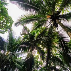 Wir sitzen direkt unter Kokosnüssen 🥥