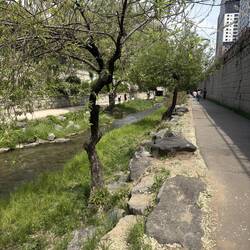 Lauschig und gemütlich: Spaziergang am Cheonggyecheon-Bach. 